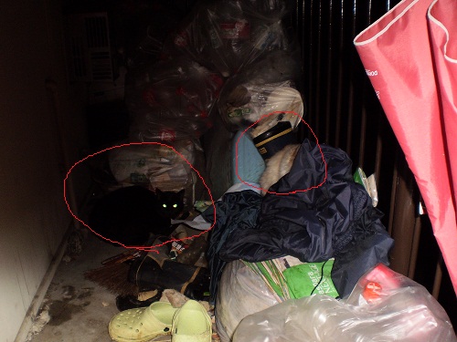 猫１