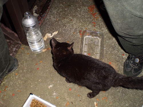 猫２